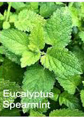 Eucalyptus Spearmint