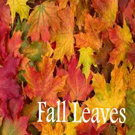 Fall Leaves