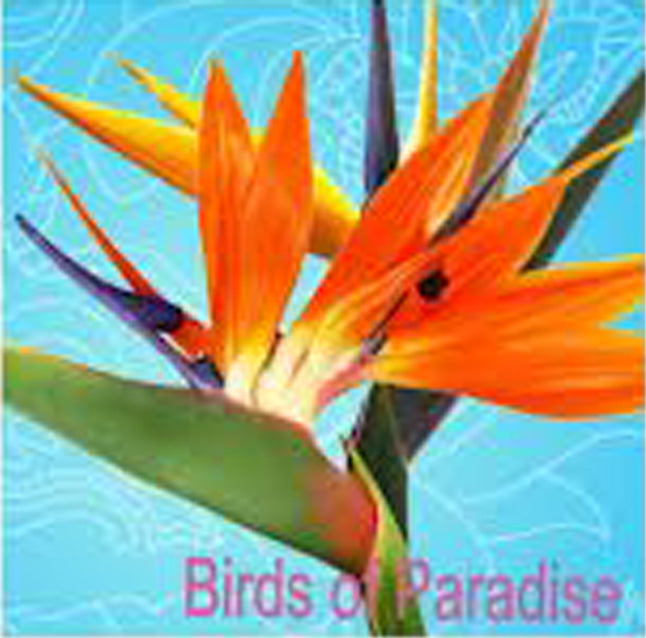Birds of Paradise